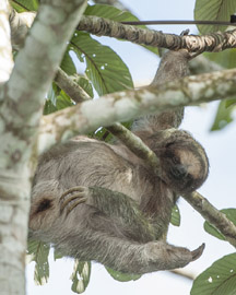 sloth